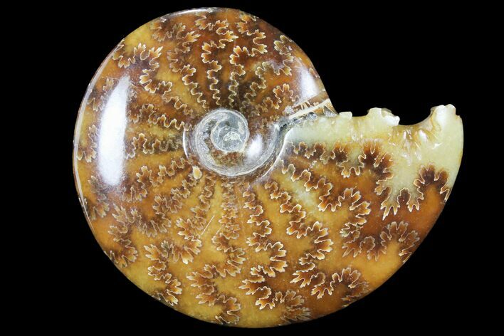 Polished, Agatized Ammonite (Cleoniceras) - Madagascar #94251